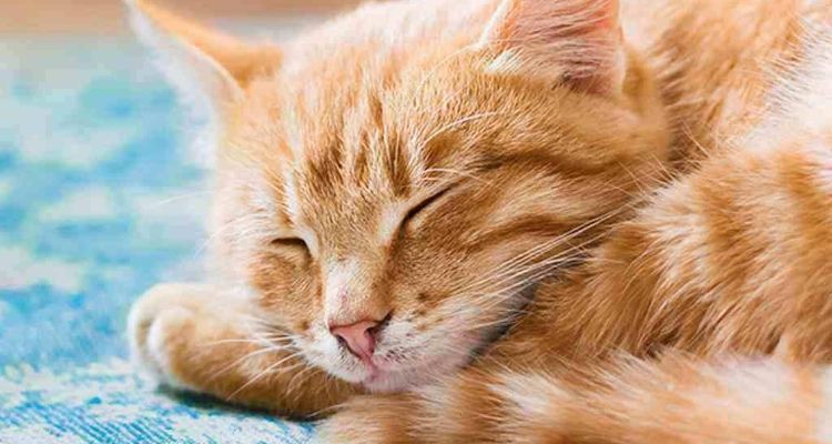 Mèo vàng nằm ngủ - Giải mã mơ thấy mèo vàng