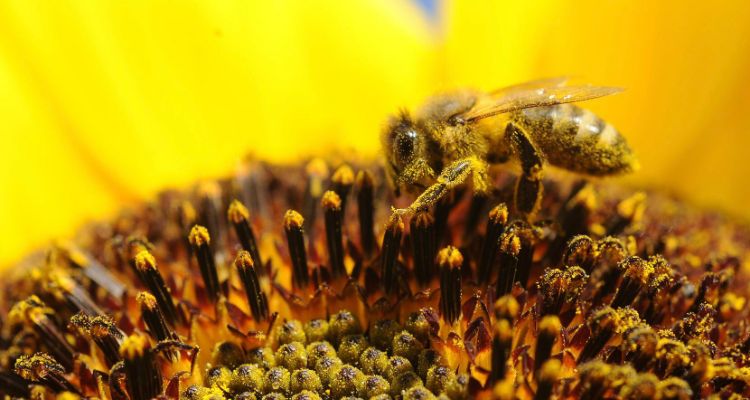 Mơ thấy tổ ong có ý nghĩa gì